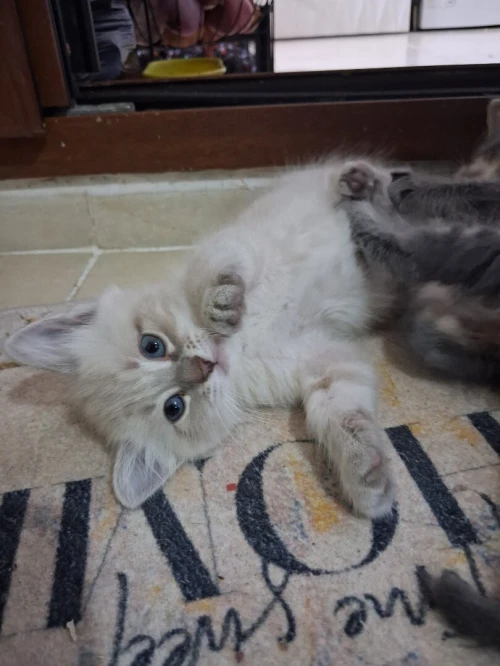 Chat siamois tigré 
