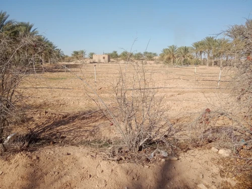 Vente Terrain Agricole Ouled Djellal Ouled Djellal