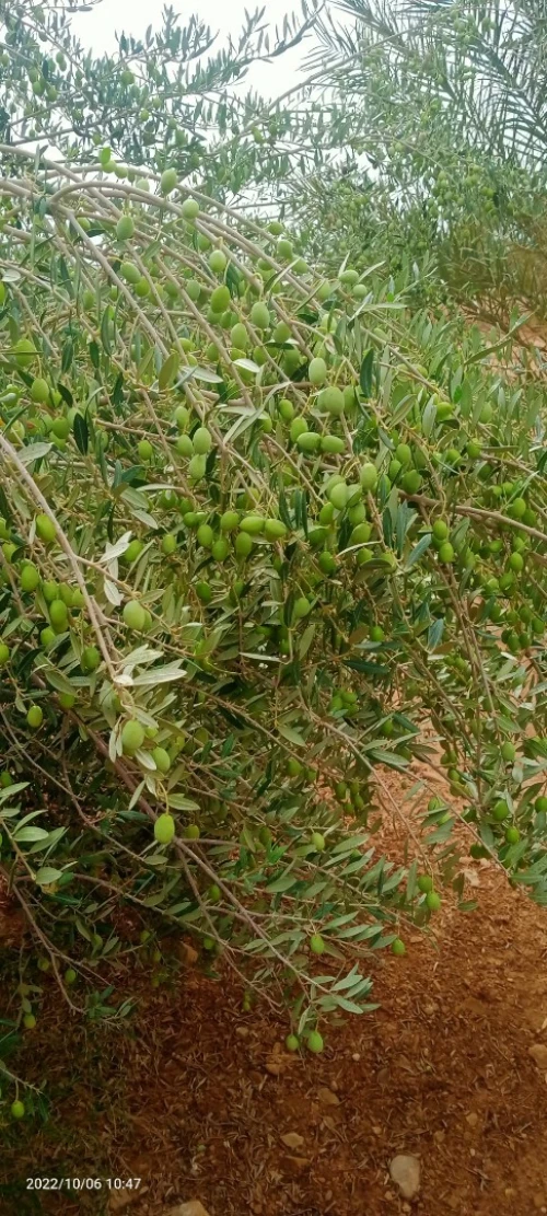 Vente Terrain Agricole Ouled Djellal Ouled Djellal