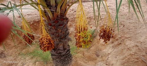 Vente Terrain Agricole Ouled Djellal Ouled Djellal