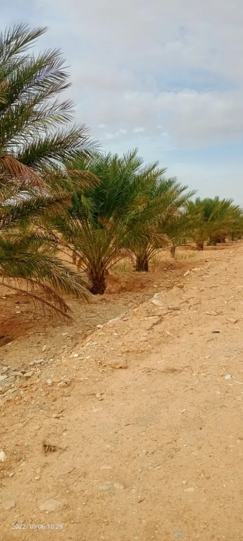 Vente Terrain Agricole Ouled Djellal Ouled Djellal