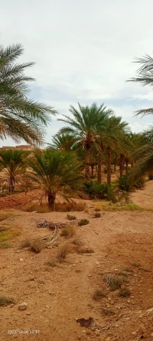 Vente Terrain Agricole Ouled Djellal Ouled Djellal