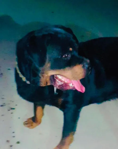 Chien Rottweiler Serbia