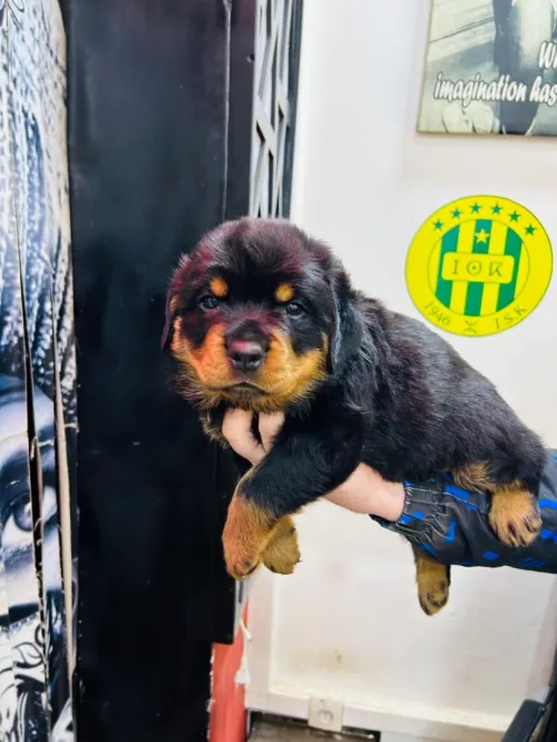Chien Rottweiler Serbia