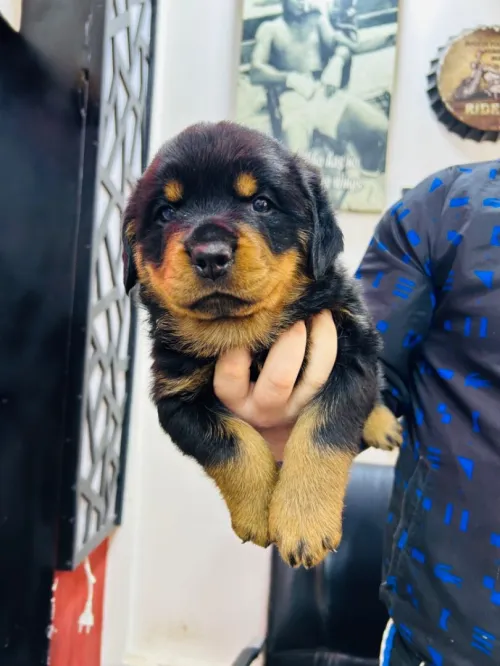 Chien Rottweiler Serbia