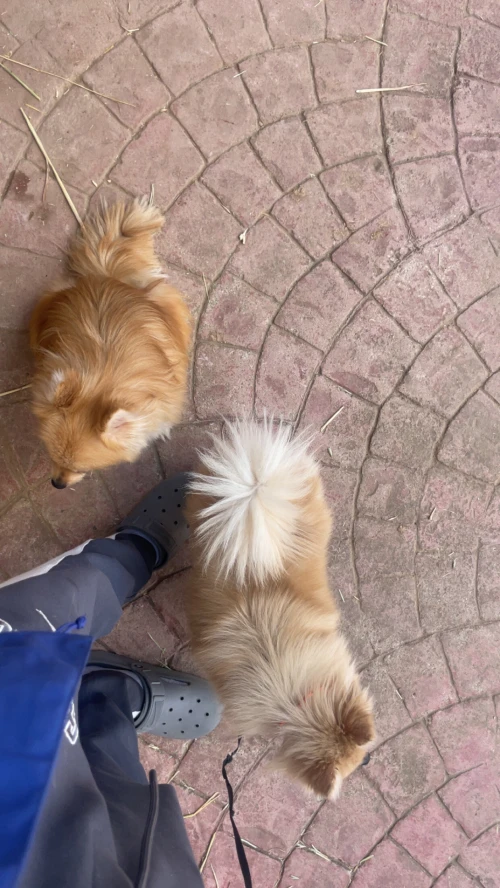 SPITZ