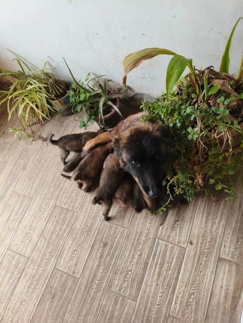 8 جراو Malinois
