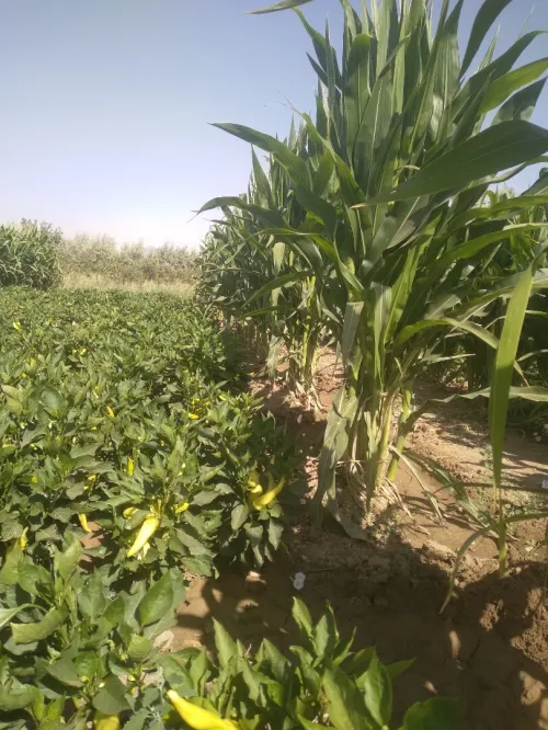 Vente Terrain Agricole Batna Tazoult