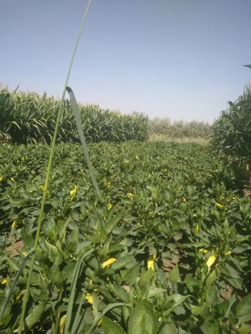 Vente Terrain Agricole Batna Tazoult