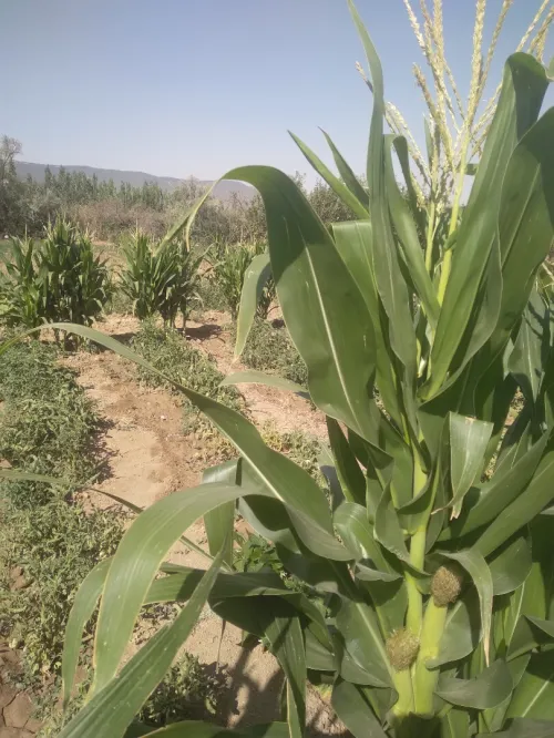 Vente Terrain Agricole Batna Tazoult