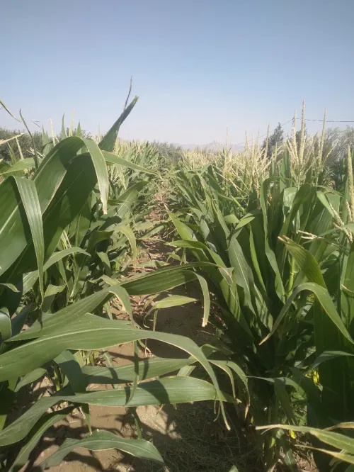 Vente Terrain Agricole Batna Tazoult