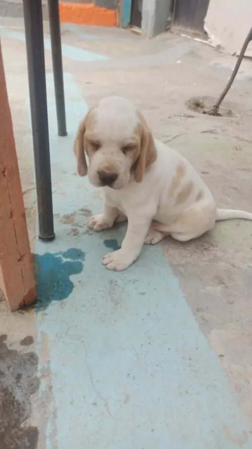 جرو البيغل beagle