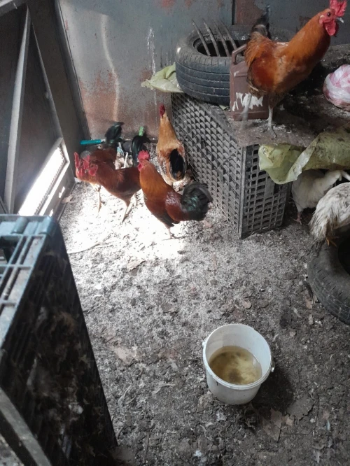 دجاج عرب