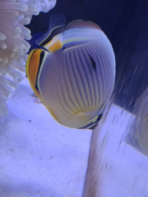 Vente poissons toutes catégories