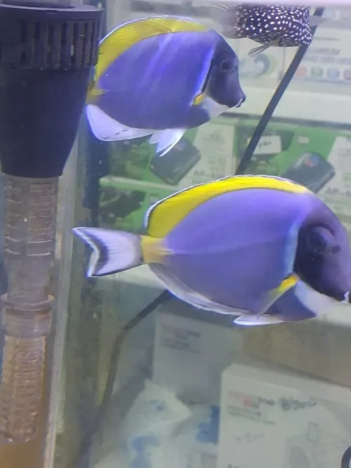 Vente poissons toutes catégories