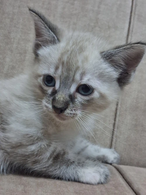Chat Siamois 2 mois Femelle