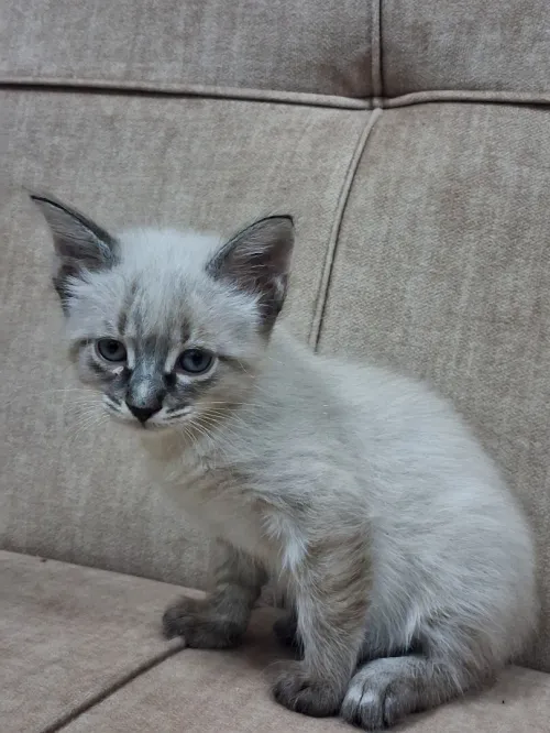 Chat Siamois 2 mois Femelles