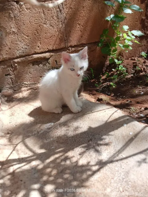 Chat Angora mâle 2,5 mois