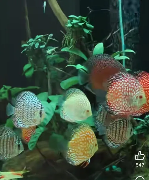 Vente poissons toutes catégories
