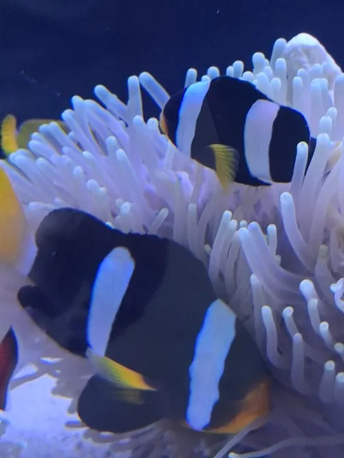 Vente poissons toutes catégories