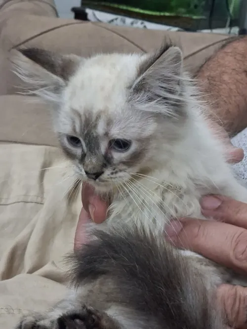 Chat Siamois 2 mois Femelle