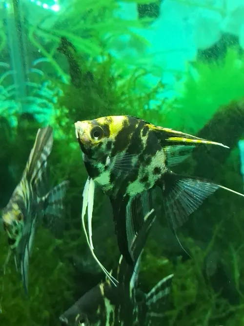 Vente poissons toutes catégories