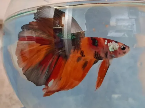 Vente poissons toutes catégories