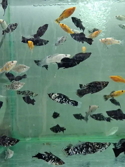 Vente poissons toutes catégories