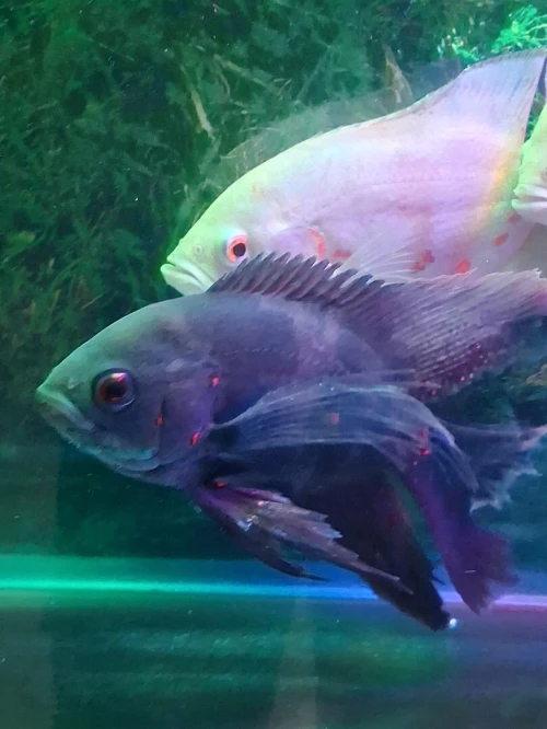 Vente poissons toutes catégories