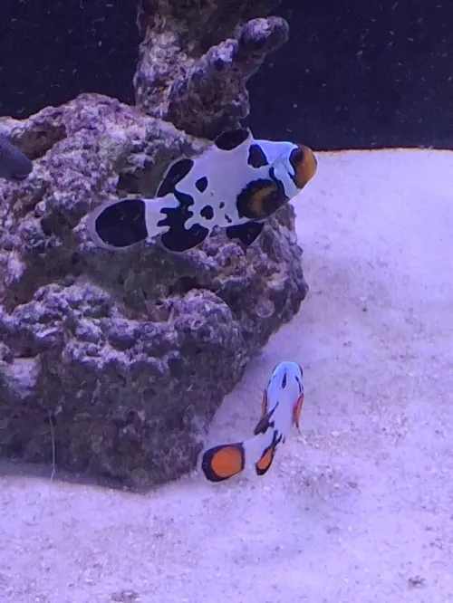 Vente poissons toutes catégories