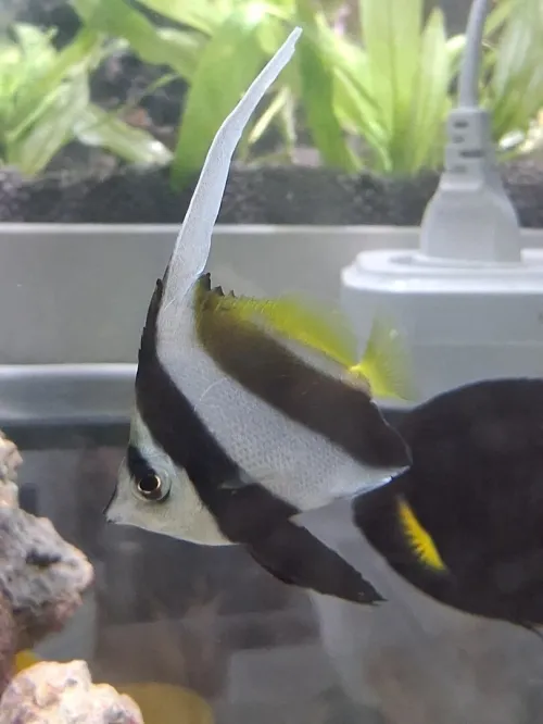 Vente poissons toutes catégories