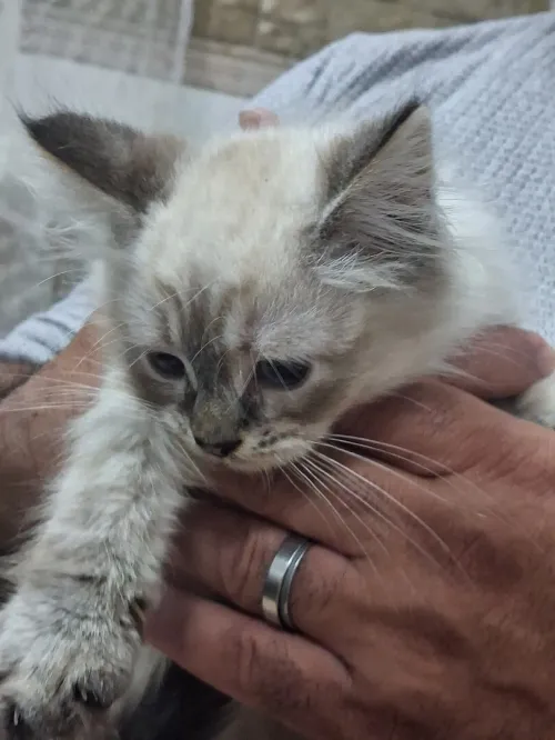 Chat Siamois 2 mois Femelle