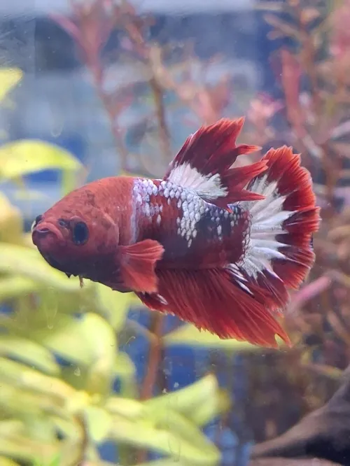 Vente poissons toutes catégories