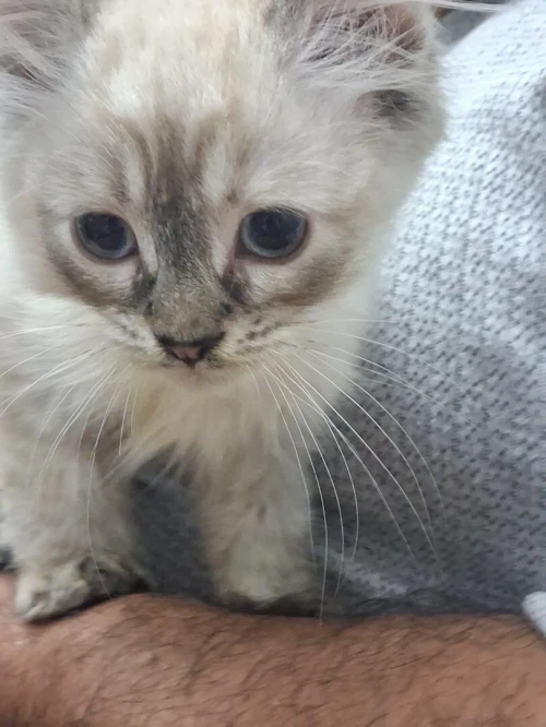 Chat Siamois 2 mois Femelle