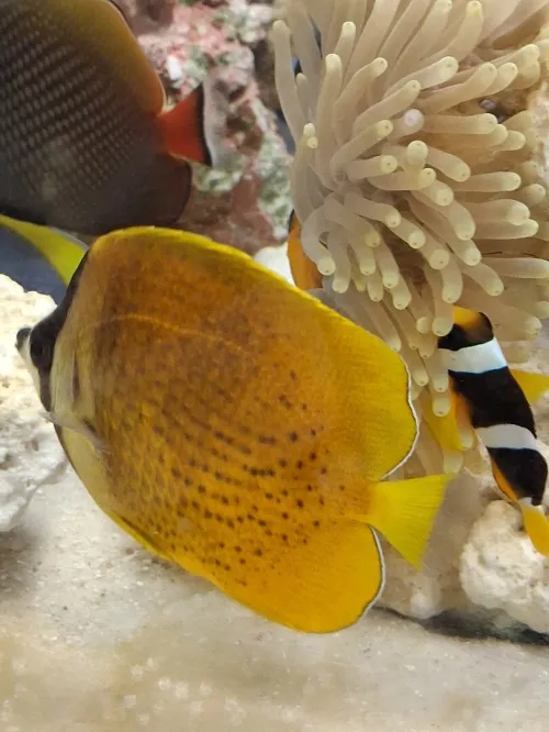 Vente poissons toutes catégories