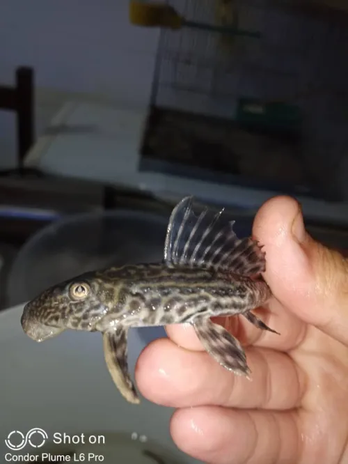 Vente poissons toutes catégories