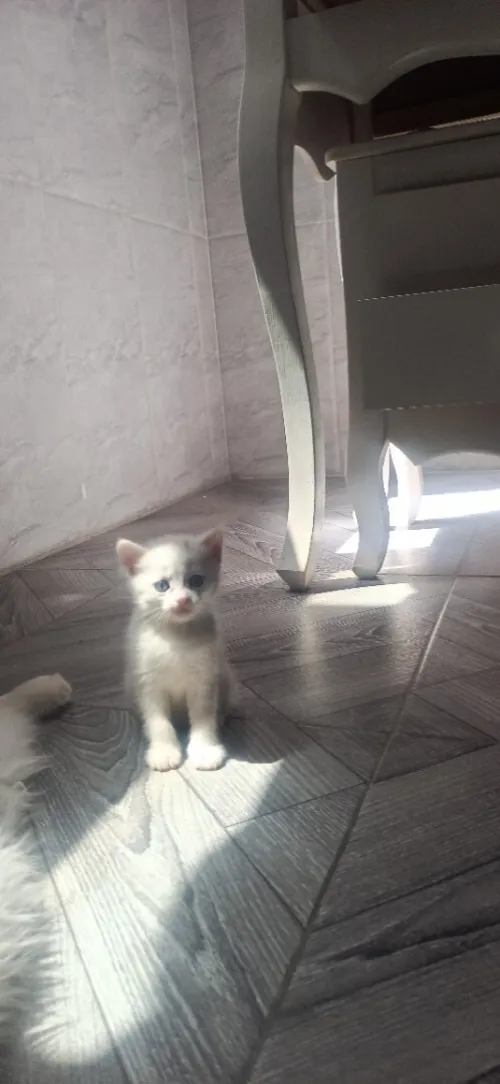 Disponible chat persen moon face race pure 