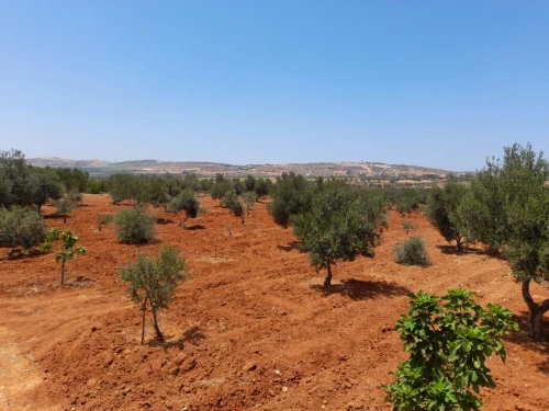 Vente Terrain Agricole Mostaganem Ain boudinar
