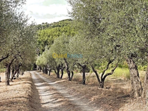 Location Terrain Agricole Skikda El Hadaiek