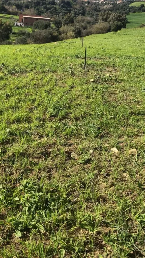 Vente Terrain Tizi Ouzou Draa el mizan