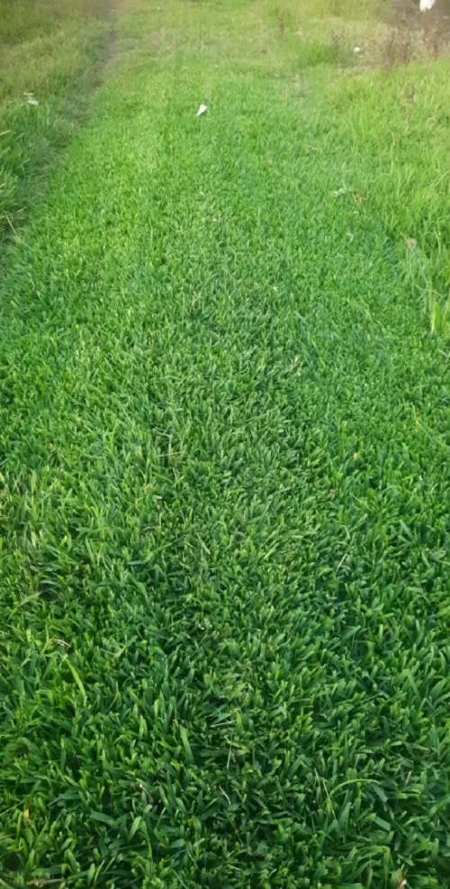 Gazon naturel 