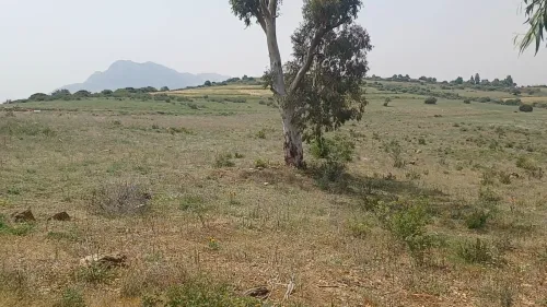 Vente Terrain Agricole Boumerdes Keddara