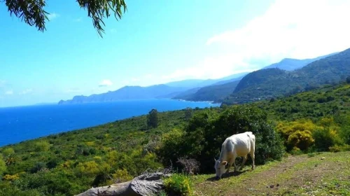 Vente Terrain Annaba Seraidi
