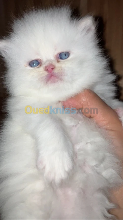 Persan himalayen pure race