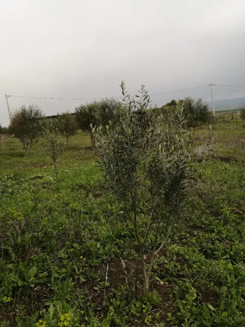 Vente Terrain Mila Grarem gouga