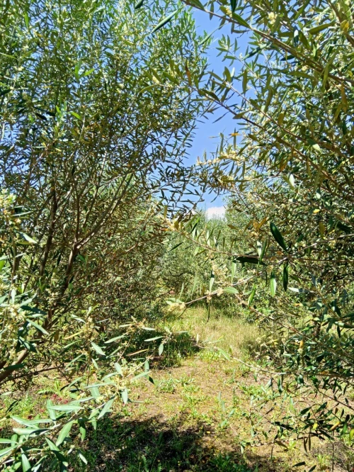 Vente Terrain Mila Grarem gouga