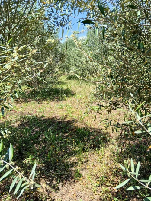 Vente Terrain Mila Grarem gouga