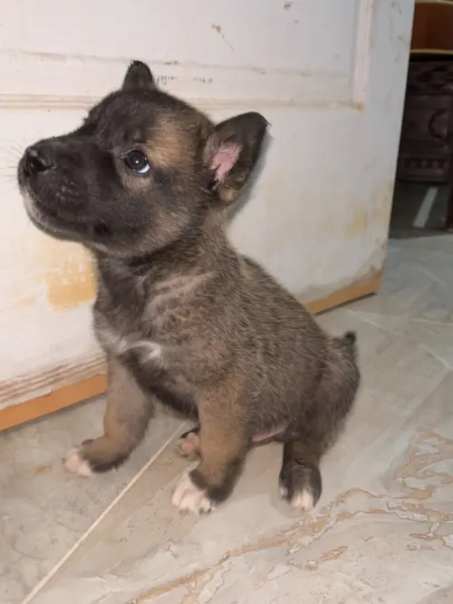 malinois
