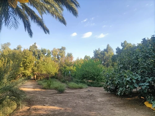 Vente Terrain Agricole Biskra Sidi okba