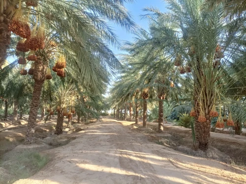 Vente Terrain Agricole Biskra Sidi okba